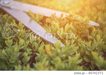 Sharp hedge shears are on an overgrown green bush, on backyard. Landscaping garden, clipping hedge in summer. Sunny day. Close up Sharp hedge shears are on an overgrown green bush, on backyard. Landscaping garden, clipping hedge in summer. Sunny day. Close up 80702371