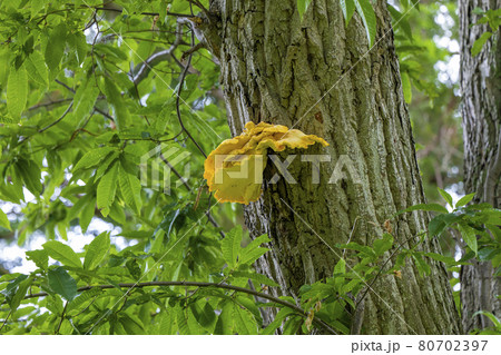【植物】金色のキノコ　サルノコシカケ 80702397