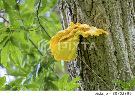 【植物】金色のキノコ　サルノコシカケ 80702399