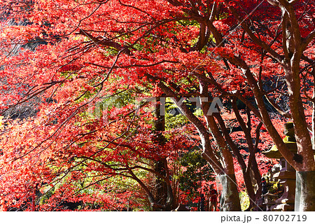 大山寺　紅葉 80702719
