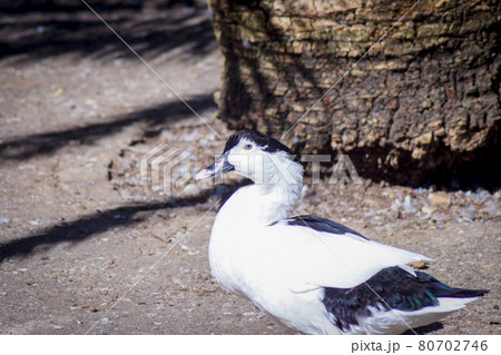 Duck living in an artificial city pond 80702746