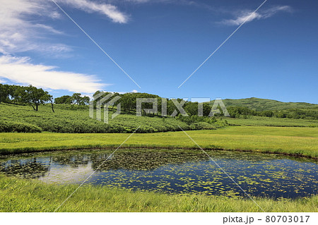 雨竜沼湿原 80703017