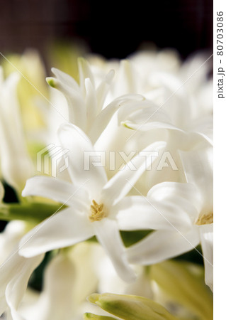 White hyacinth in full spring bloom 80703086