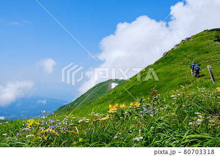 高山植物が咲き乱れる雲上のお花畑、鳥海山(笙ヶ岳) 高山植物が咲き乱れる雲上のお花畑、鳥海山(笙ヶ岳) 80703318