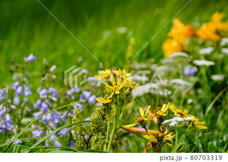 高山植物が咲き乱れる雲上のお花畑、鳥海山(笙ヶ岳) 高山植物が咲き乱れる雲上のお花畑、鳥海山(笙ヶ岳) 80703319