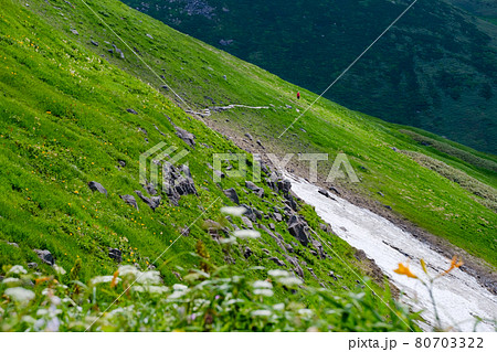 高山植物が咲き乱れる雲上のお花畑、鳥海山（笙ヶ岳） 80703322
