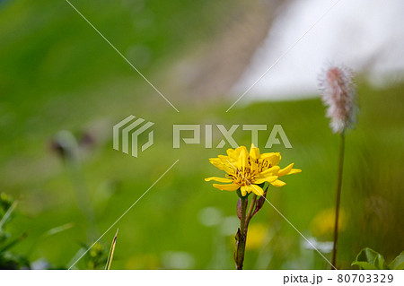 高山植物が咲き乱れる雲上のお花畑、鳥海山(笙ヶ岳) 高山植物が咲き乱れる雲上のお花畑、鳥海山(笙ヶ岳) 80703329