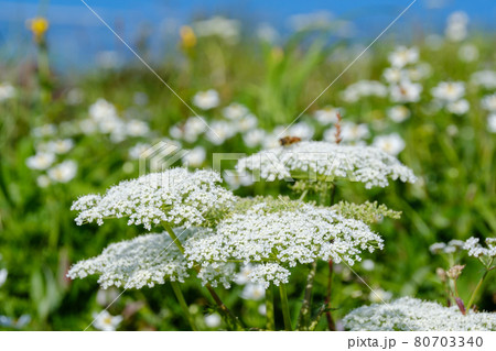 高山植物が咲き乱れる雲上のお花畑、鳥海山(笙ヶ岳) 高山植物が咲き乱れる雲上のお花畑、鳥海山(笙ヶ岳) 80703340