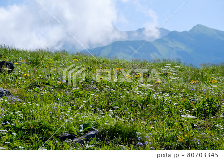 高山植物が咲き乱れる雲上のお花畑、鳥海山(笙ヶ岳) 高山植物が咲き乱れる雲上のお花畑、鳥海山(笙ヶ岳) 80703345