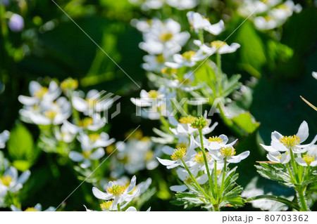 高山植物が咲き乱れる雲上のお花畑、鳥海山(笙ヶ岳) 高山植物が咲き乱れる雲上のお花畑、鳥海山(笙ヶ岳) 80703362