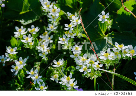 高山植物が咲き乱れる雲上のお花畑、鳥海山(笙ヶ岳) 高山植物が咲き乱れる雲上のお花畑、鳥海山(笙ヶ岳) 80703363