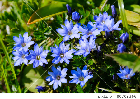 高山植物が咲き乱れる雲上のお花畑、鳥海山（笙ヶ岳）　ミヤマリンドウ 80703366