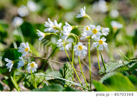 高山植物が咲き乱れる雲上のお花畑、鳥海山(笙ヶ岳) ヒナザクラ 高山植物が咲き乱れる雲上のお花畑、鳥海山(笙ヶ岳) ヒナザクラ 80703368