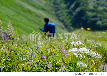 高山植物が咲き乱れる雲上のお花畑、鳥海山(笙ヶ岳) 高山植物が咲き乱れる雲上のお花畑、鳥海山(笙ヶ岳) 80703373
