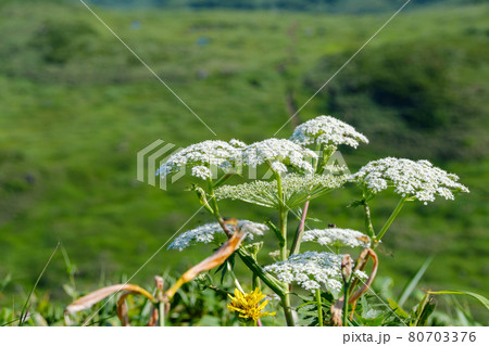 高山植物が咲き乱れる雲上のお花畑、鳥海山(笙ヶ岳) 高山植物が咲き乱れる雲上のお花畑、鳥海山(笙ヶ岳) 80703376