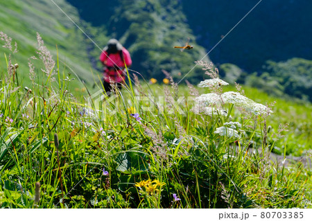 高山植物が咲き乱れる雲上のお花畑、鳥海山(笙ヶ岳) 高山植物が咲き乱れる雲上のお花畑、鳥海山(笙ヶ岳) 80703385