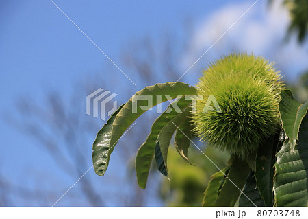 たくさん実った栗の実 青いイガグリ たくさん実った栗の実 青いイガグリ 80703748