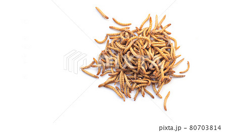 Heap of meal worms for feeding pets isolated on white background 80703814