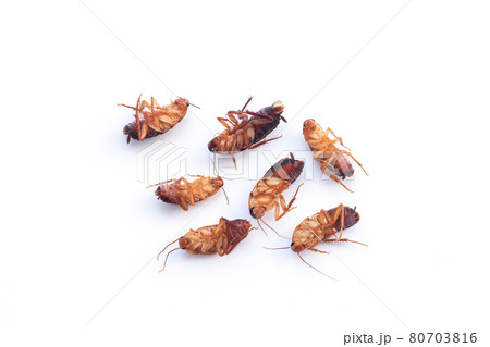 Group of dead cockroach insects isolated on white background 80703816