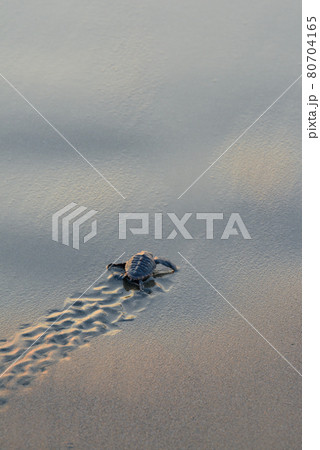 赤ちゃんウミガメの旅立ち 80704165