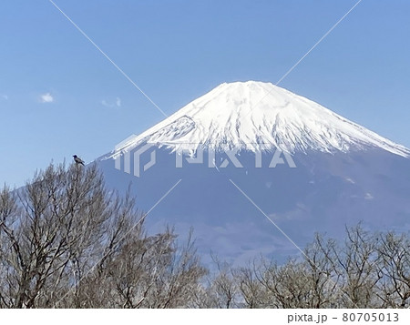富士山 80705013