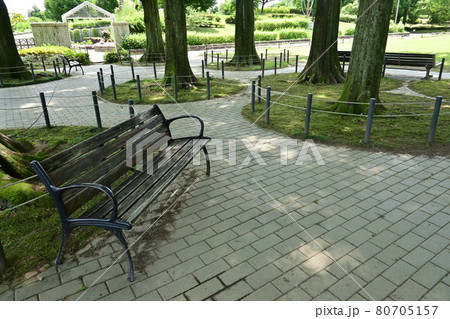 メタセコイアの根と公園のベンチ 80705157