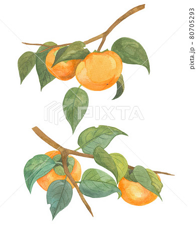 枝に実る柿 枝に実る柿 80705293