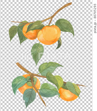 枝に実る柿 枝に実る柿 80705293