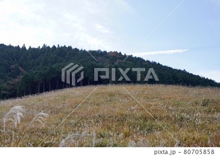仙石原のススキの草原 80705858