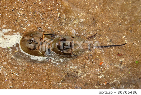 佐賀県伊万里湾のカブトガニ 80706486