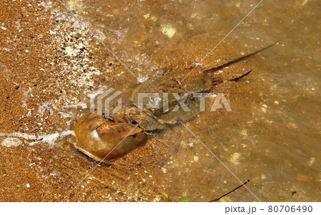 佐賀県伊万里湾のカブトガニ 佐賀県伊万里湾のカブトガニ 80706490