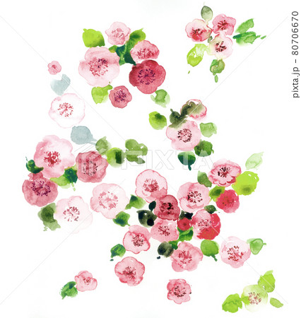 透明水彩 水彩画 花 80706670