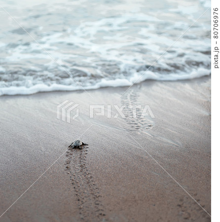 Sea turtle hatchlings on the sand beach get to the sea safely leaving flippers tracks on the sand Sea turtle hatchlings on the sand beach get to the sea safely leaving flippers tracks on the sand 80706976