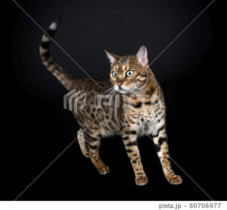 bengal cat in studio bengal cat in studio 80706977