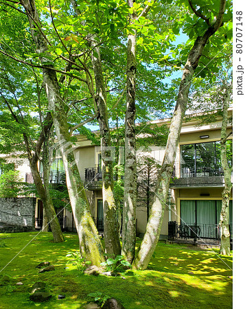 中庭の緑 80707148