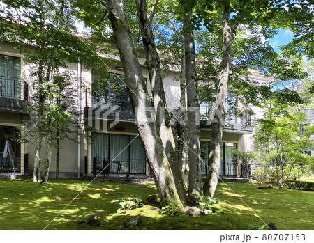 中庭の緑 80707153