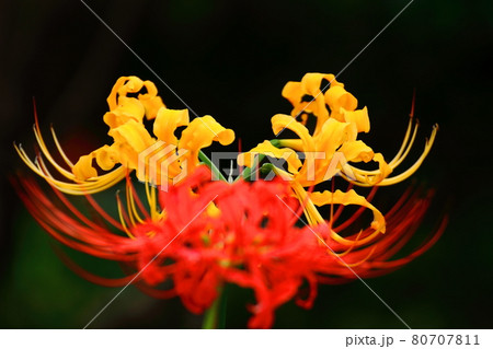 情熱の花 情熱の花 80707811