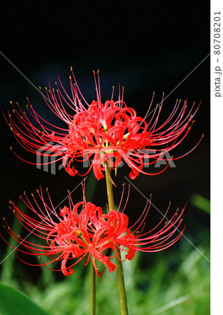 情熱の花 情熱の花 80708201