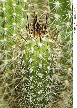 Close up echinopsis cactus background in the garden 80708408