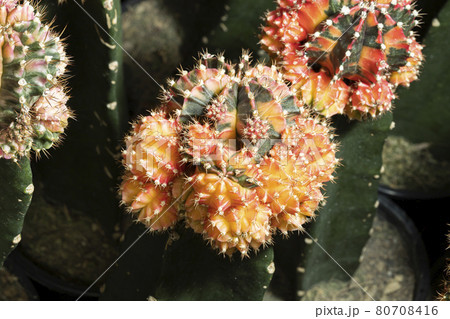 A small beautiful cactus (gymnocalycium) in the garden 80708416