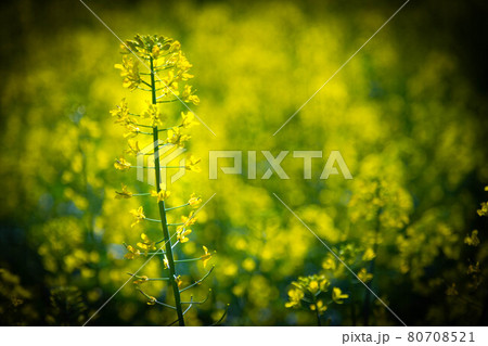 菜の花 菜の花 80708521