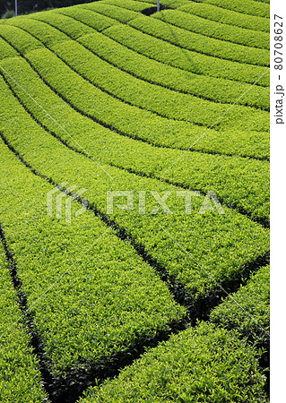 お茶所、静岡掛川の初夏の茶畑 お茶所、静岡掛川の初夏の茶畑 80708627