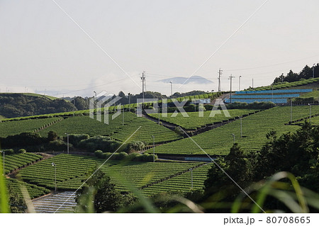 お茶所、静岡掛川の初夏の茶畑 80708665