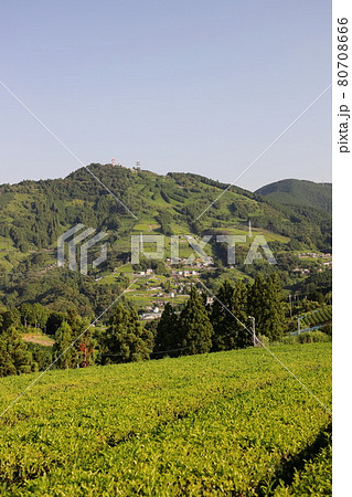 お茶所、静岡掛川の初夏の茶畑 80708666