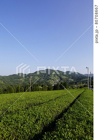 お茶所、静岡掛川の初夏の茶畑 80708667