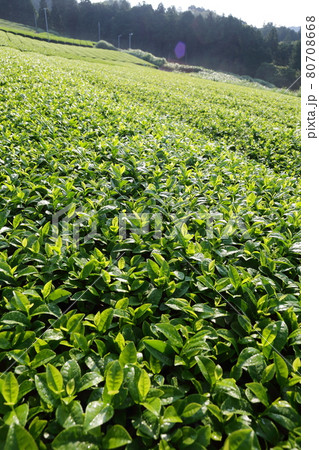 お茶所、静岡掛川の初夏の茶畑 80708668
