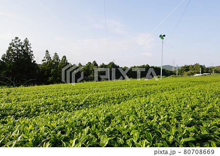 お茶所、静岡掛川の初夏の茶畑 80708669