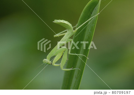 Mantis on leaves are predators that hunt smaller insects. or large animals 80709197