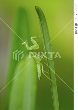 Mantis on leaves are predators that hunt smaller insects. or large animals 80709202