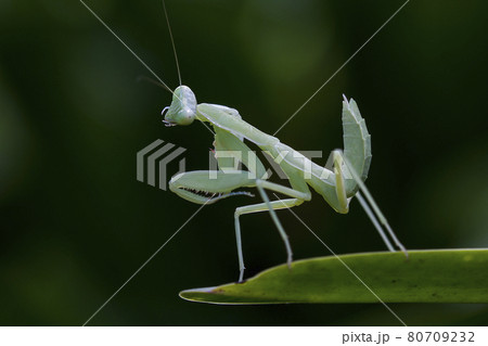 Mantis on leaves are predators that hunt smaller insects. or large animals Mantis on leaves are predators that hunt smaller insects. or large animals 80709232